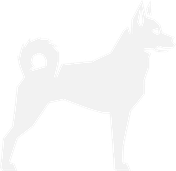 Silhouette of Zoey, a Jindo dog